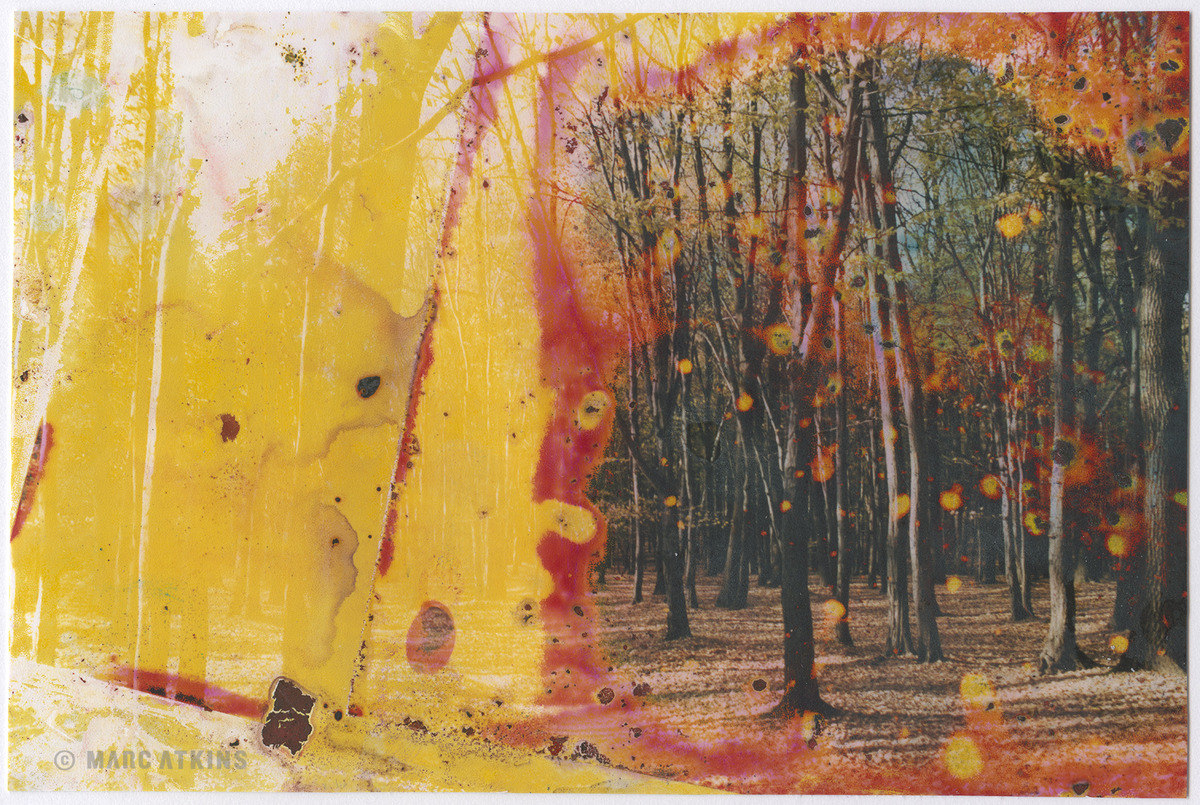 Trees overlaid with yellow and red washes and textured marks